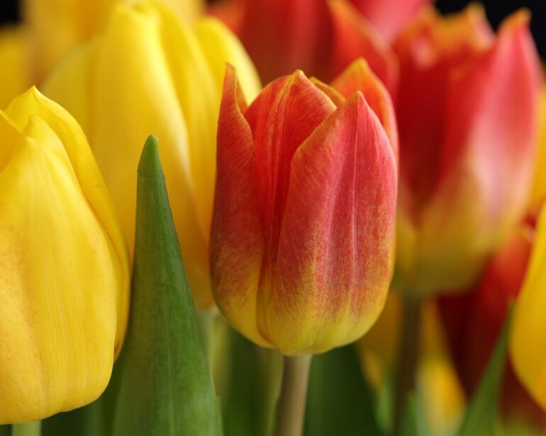 Свято — за розкладом: українці створили для жінок актуальні листівки до 8 березня