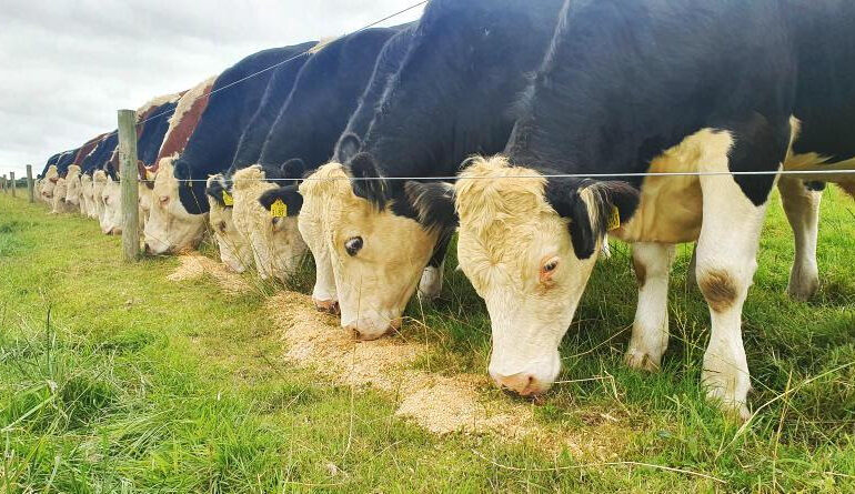 ЄС має намір схвалити кормову добавку для скорочення викидів метану