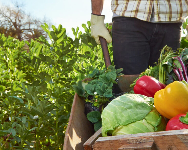 Organic agriculture in the EU soared to new heights in 2020