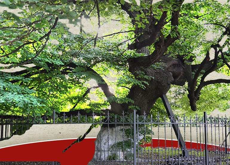 «Re:Forma духу»: у Києві відкриють скульптуру зі шматка 400-річної липи Петра Могили